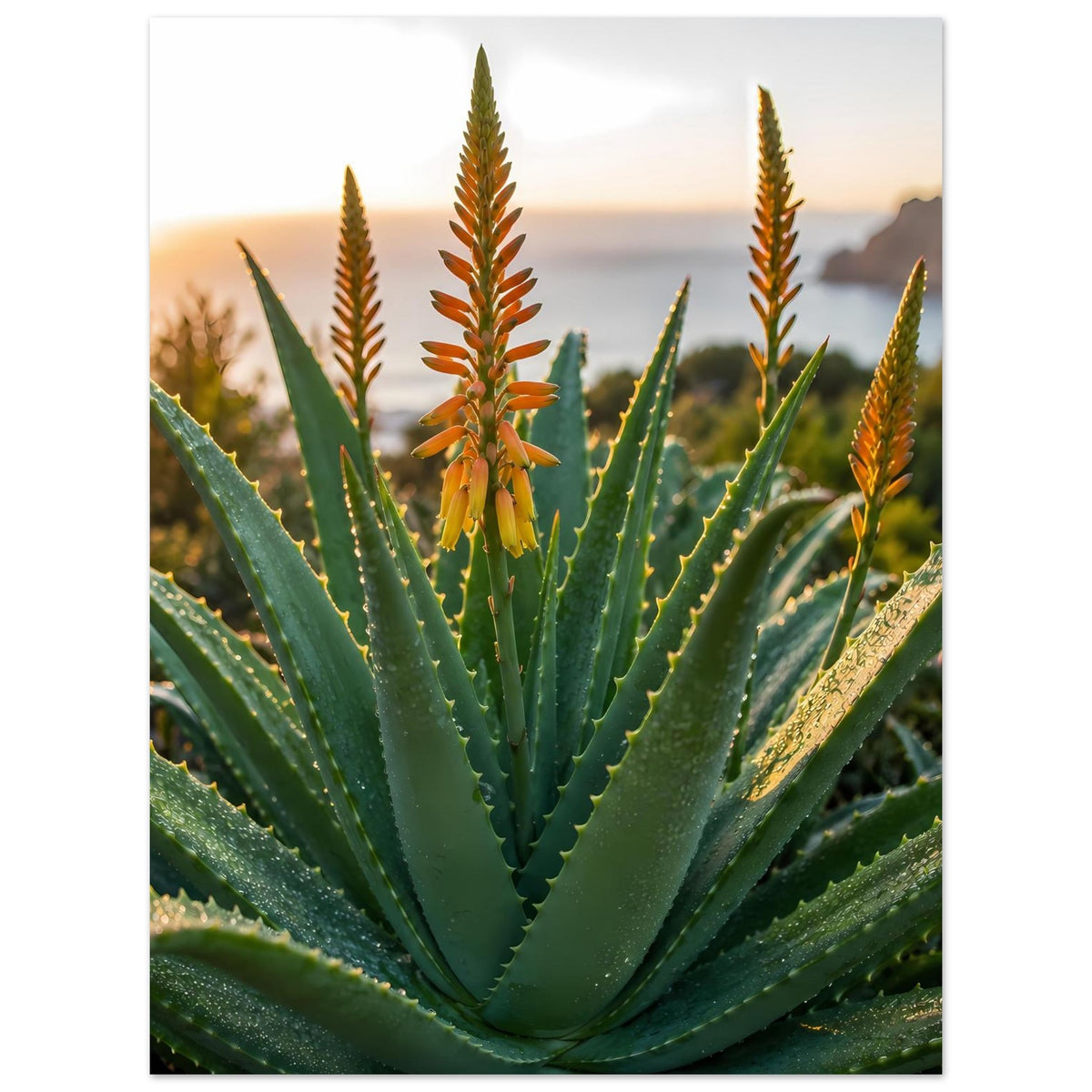 Poster mit Aloe-Vera-Pflanze, grünen Blättern und mehreren Blütenständen
