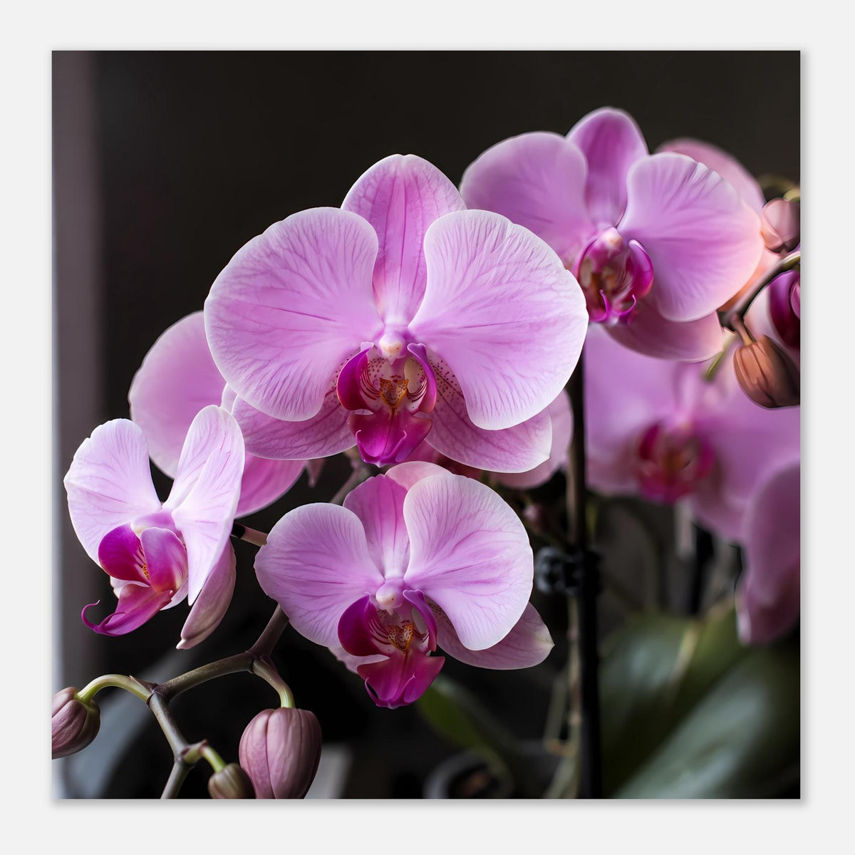 Orchideenblüten-Poster: große rosa-lila Orchideenblüte und weitere Blüten seitlich