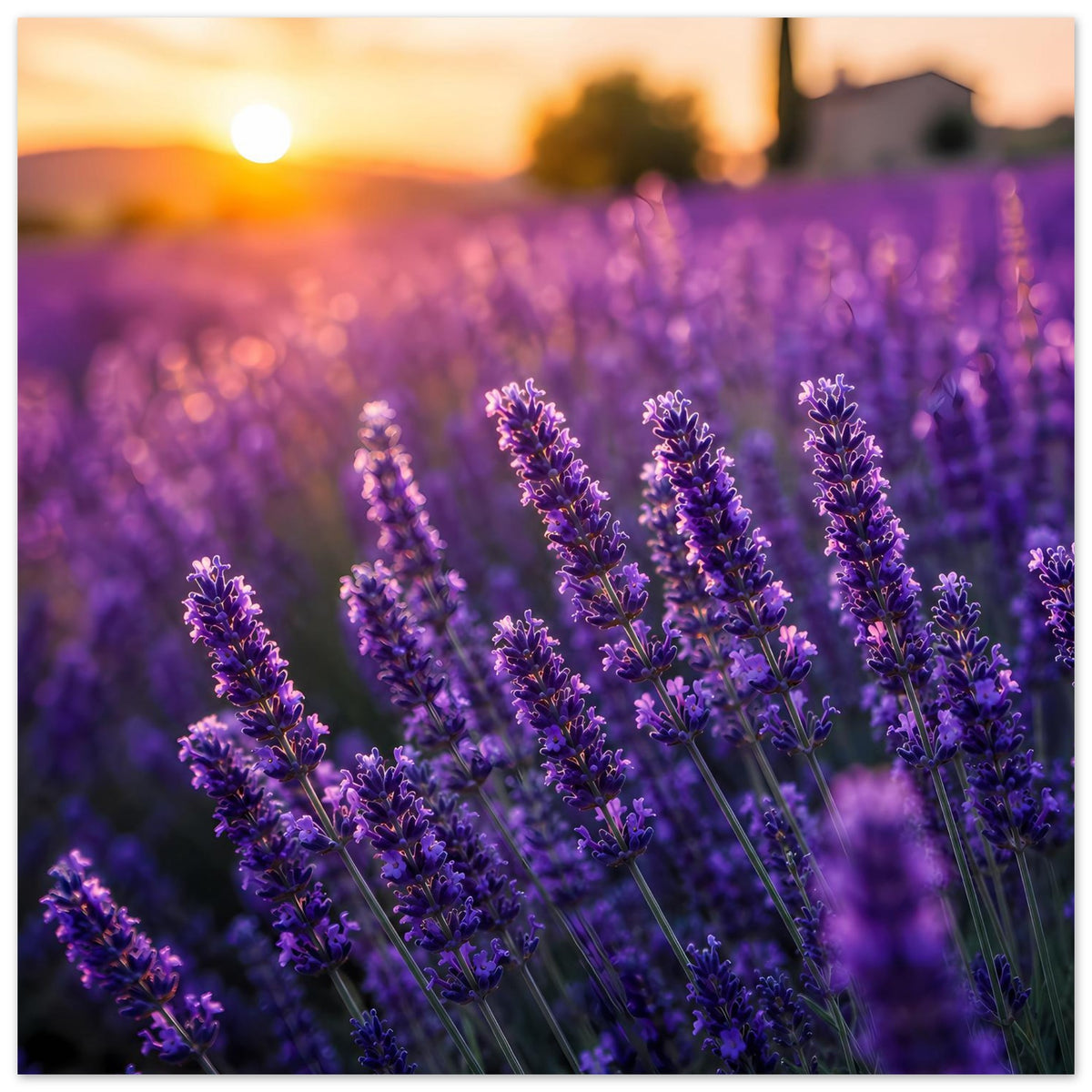 Lavendel-Sonnenuntergang Poster: violette Lavendelähren im Gegenlicht am Abendhimmel