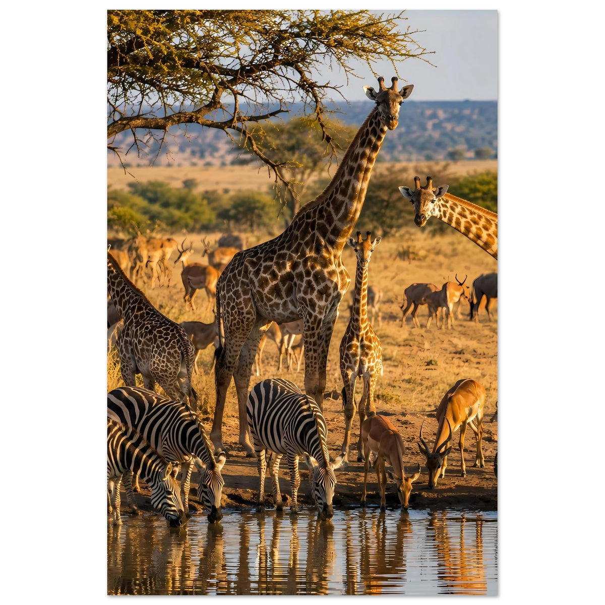 Poster mit Safaritiere: Giraffen und Zebras an einer Wasserstelle in warmen Goldtönen