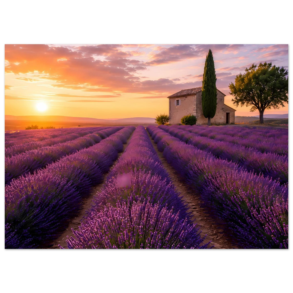 Lavendel-Feld Poster im Querformat mit Sonnenuntergang und beleuchtetem Haus im Bild