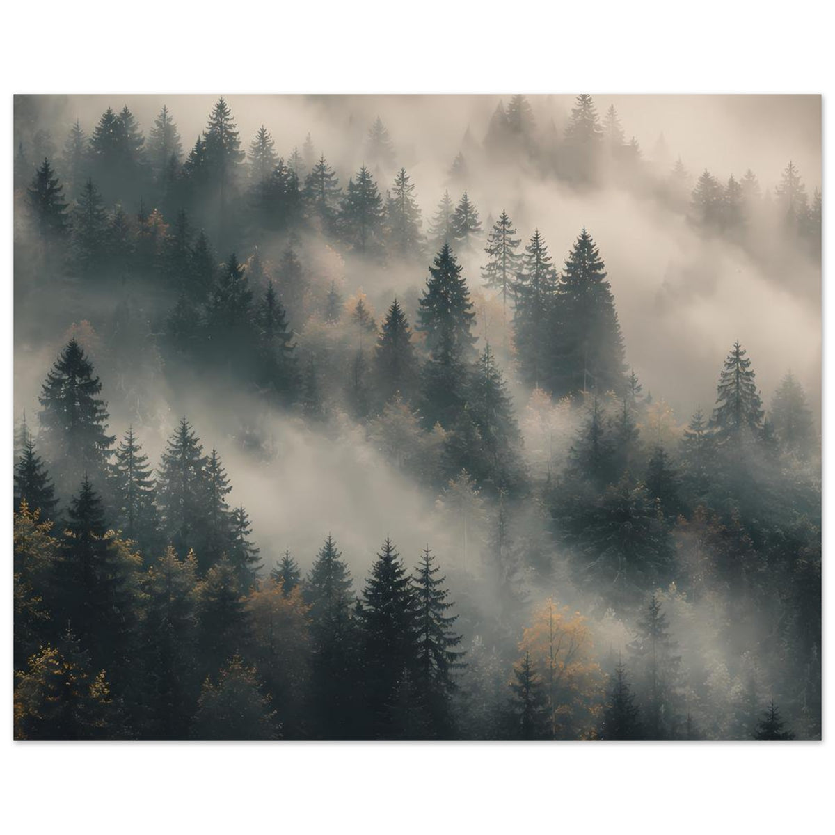 Querformat-Poster: Tannenwald im Nebel, tiefes Grün und warme Lichtbereiche