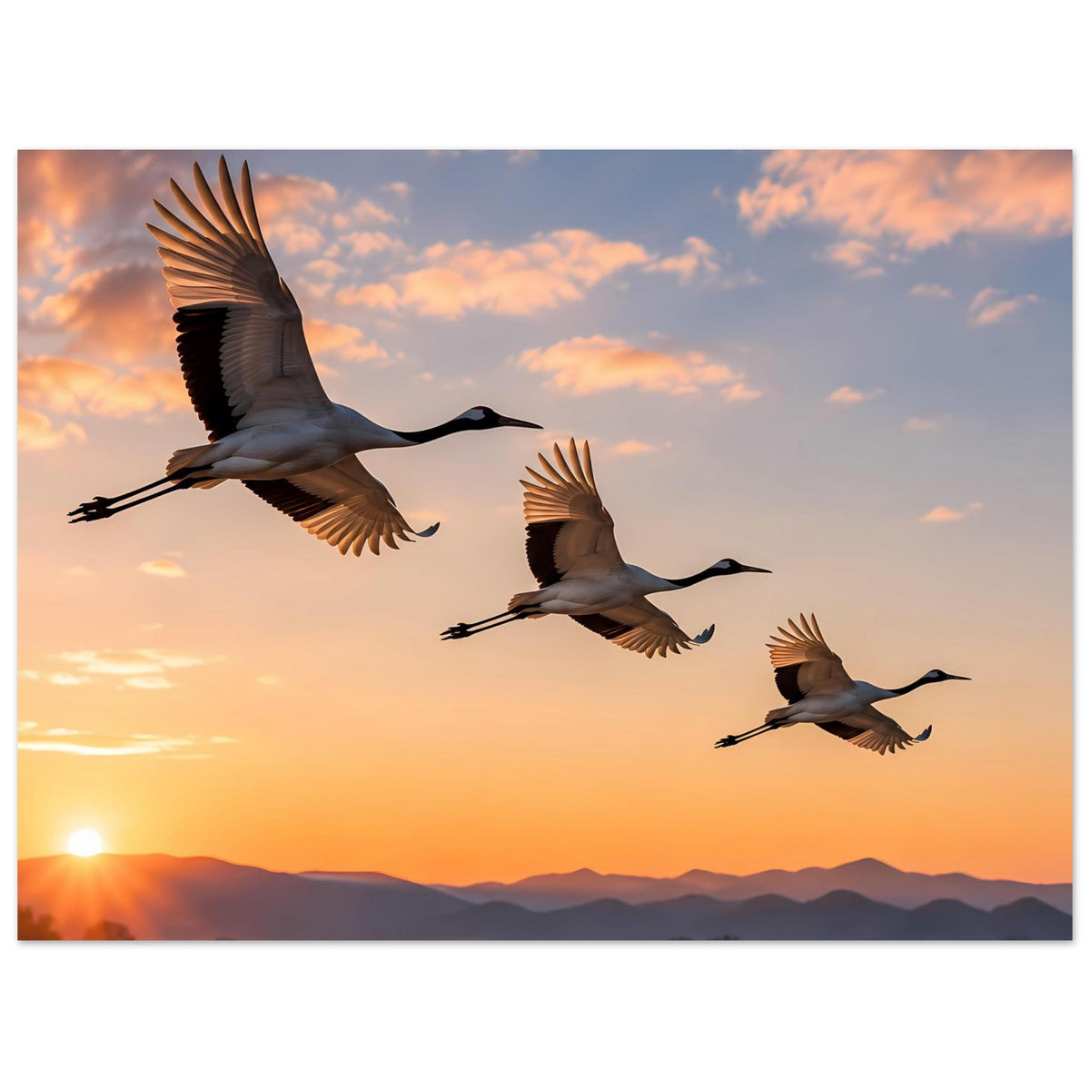 Poster mit fliegenden Kranichen und tief stehender Sonne im Sonnenuntergang