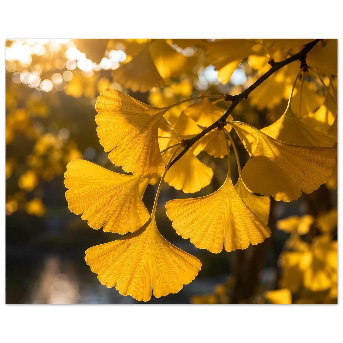 Botanisches Poster mit goldenen Ginkgoblättern am Ast, horizontal