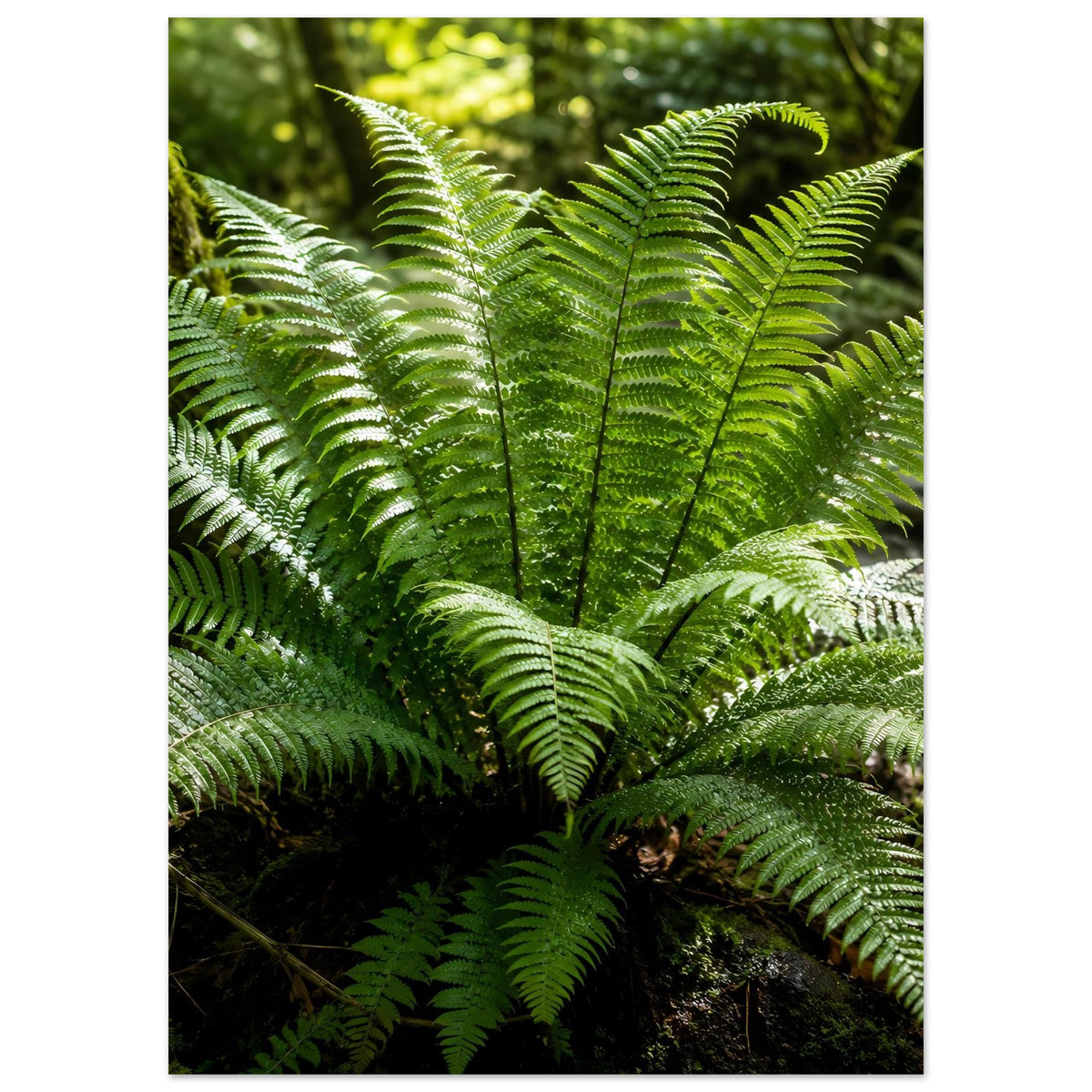 Naturposter mit grünen Farnwedeln, mehreren Wedeln aus einer Mitte