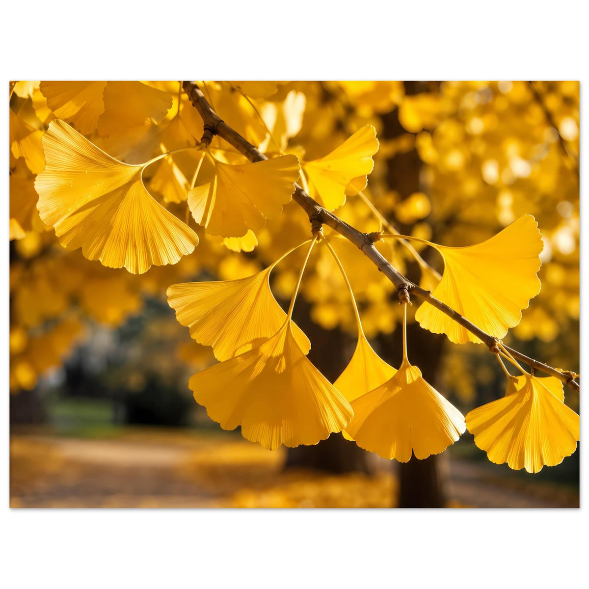 Poster mit goldenen Ginkgo-Blättern an Zweig, Querformat mit klarer Blattstruktur