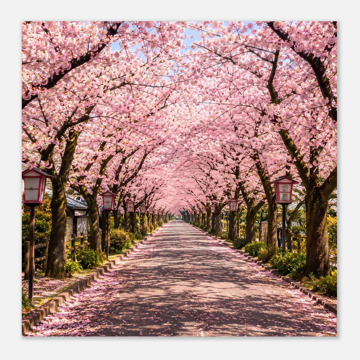 Kirschblütenposter: Panoramaansicht der rosa Kirschblüten mit geradem Weg im Zentrum