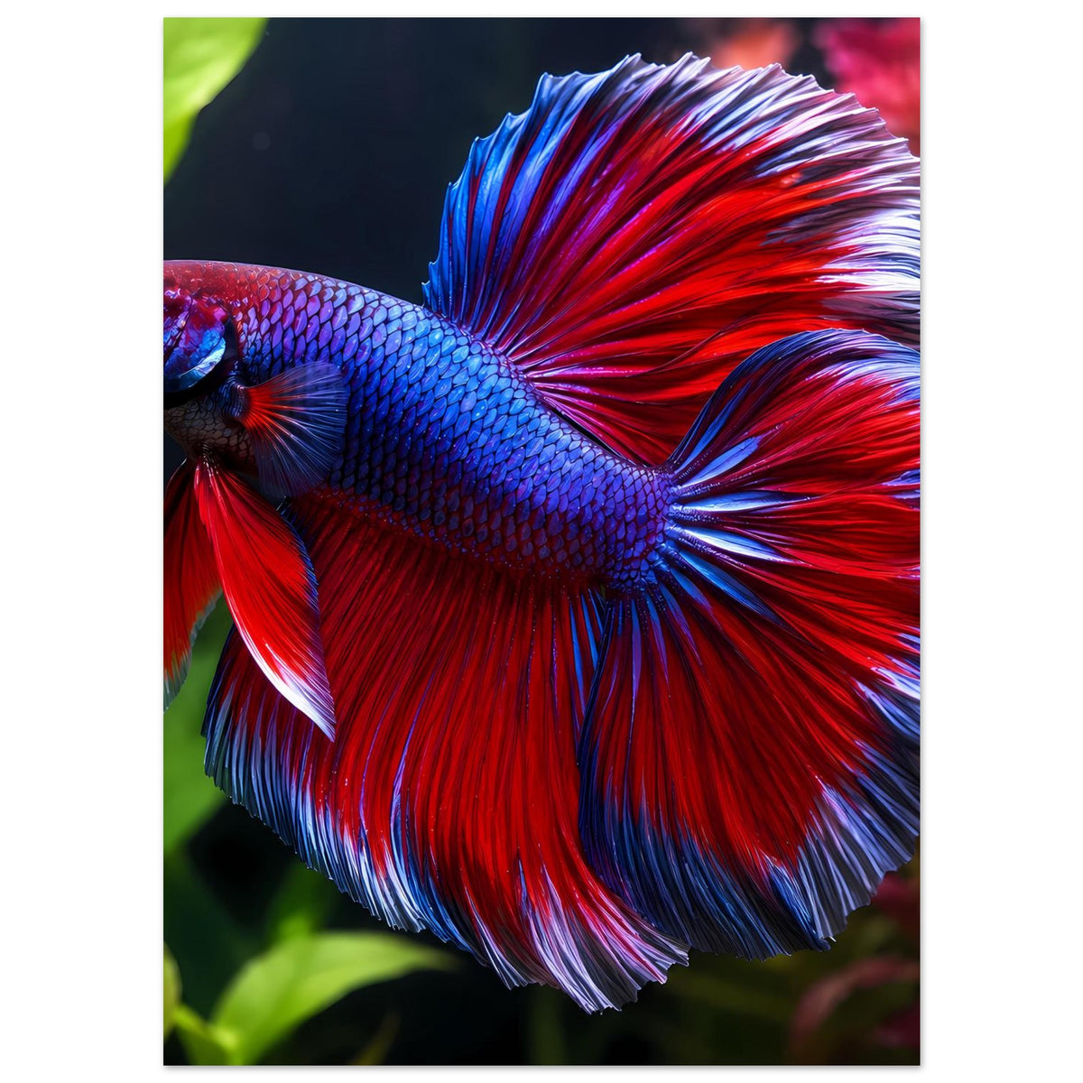 Poster mit Betta-Fisch: roter Flossenrand, blauer Körper, fächerförmiger Schwanz mit silbrigen Kanten