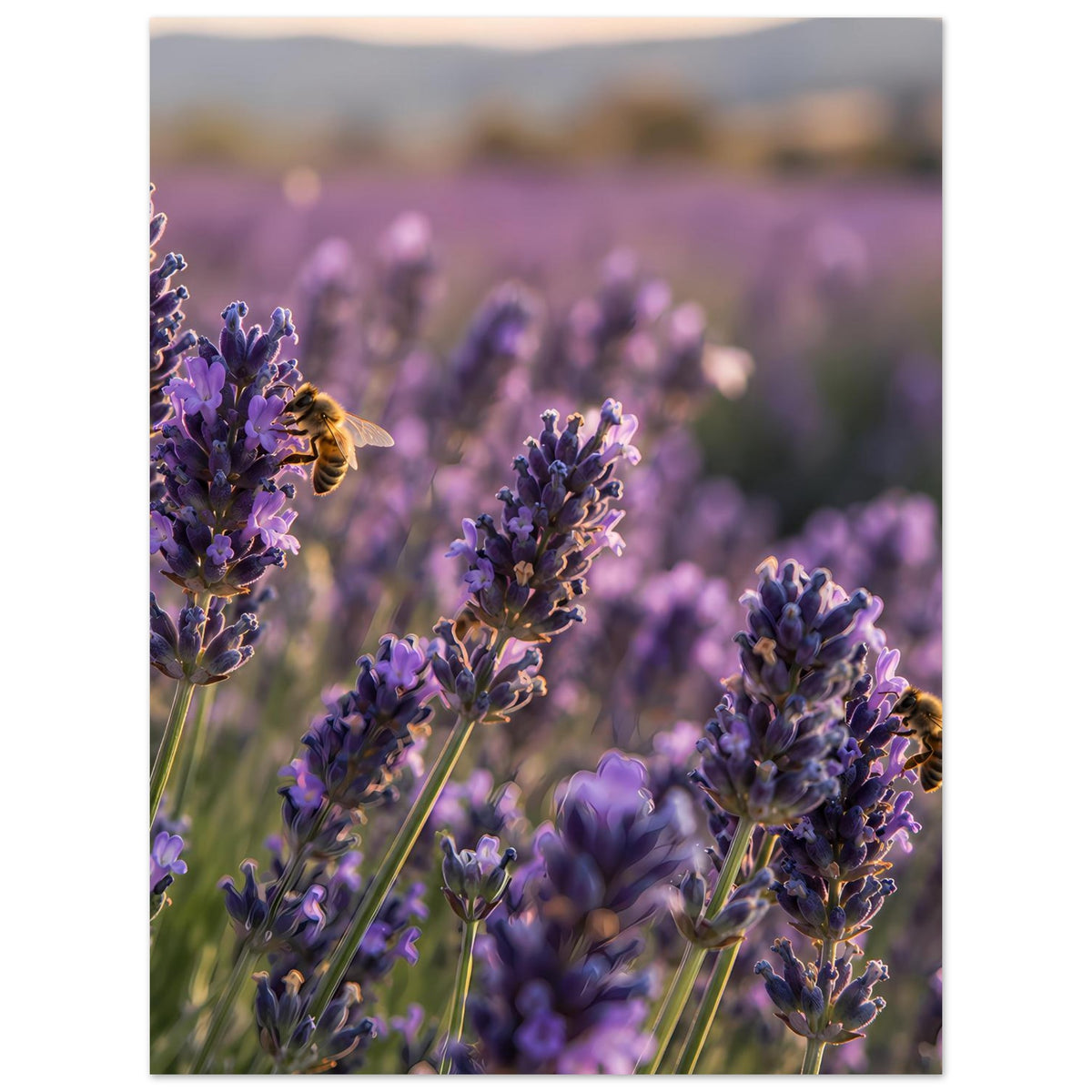 Lavendelblütenposter, lila Lavendelblüten und Biene, sanftes Blütenfeld