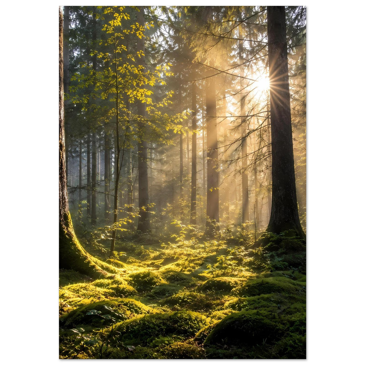 Waldposter im Hochformat mit Sonnenaufgangslicht zwischen Baumstämmen und grünem Unterholz