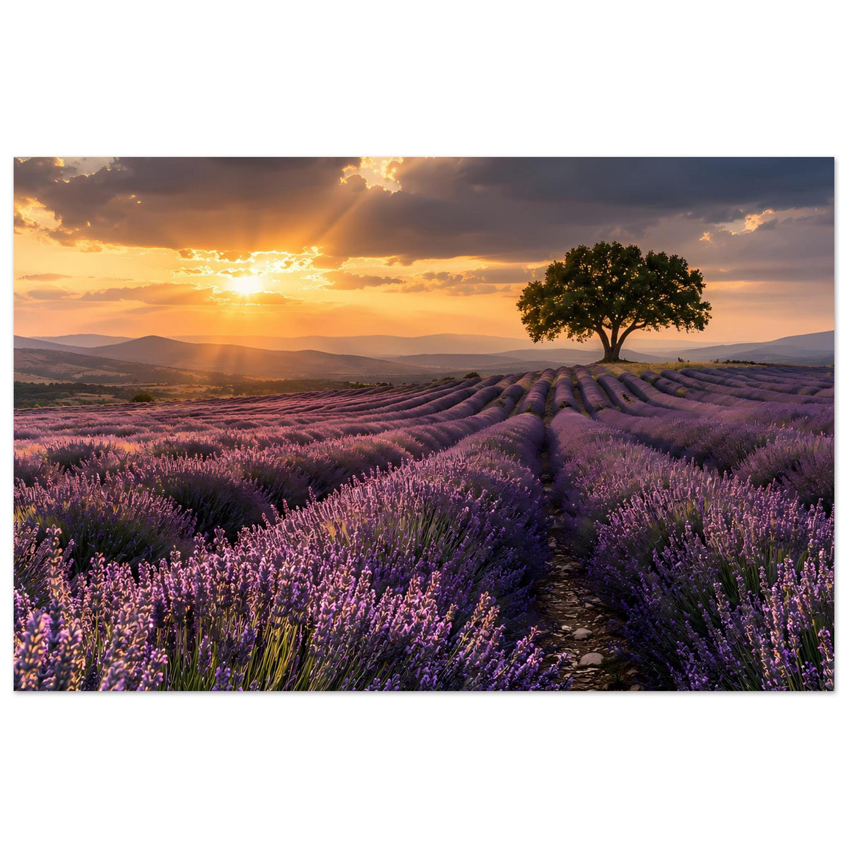 Querformat-Poster mit Lavendelmeer im Sonnenuntergang, Baum am Horizont, Weg zwischen Reihen