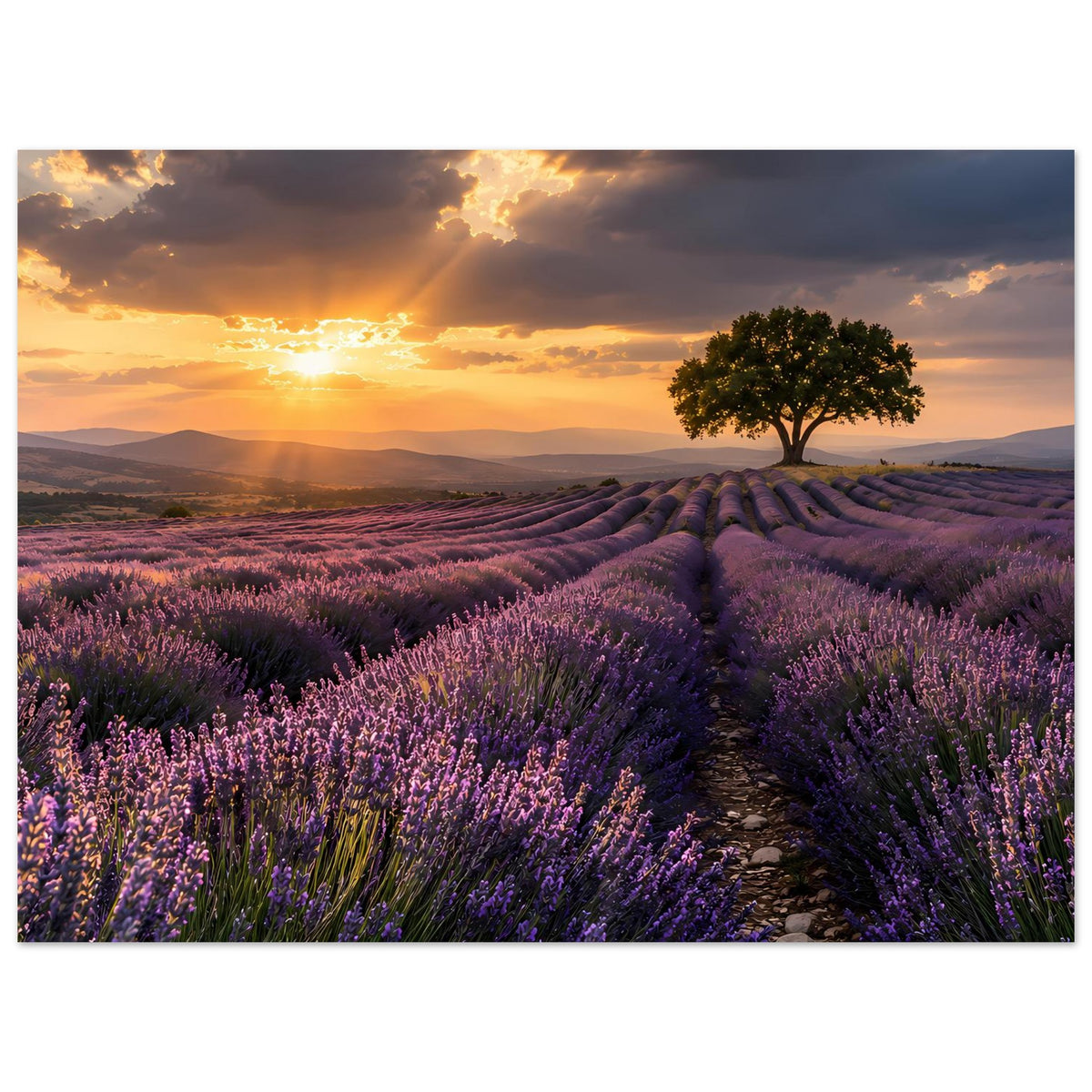 Poster mit Lavendelfeld beim Sonnenuntergang: Pfad, lila Blüten und Baum