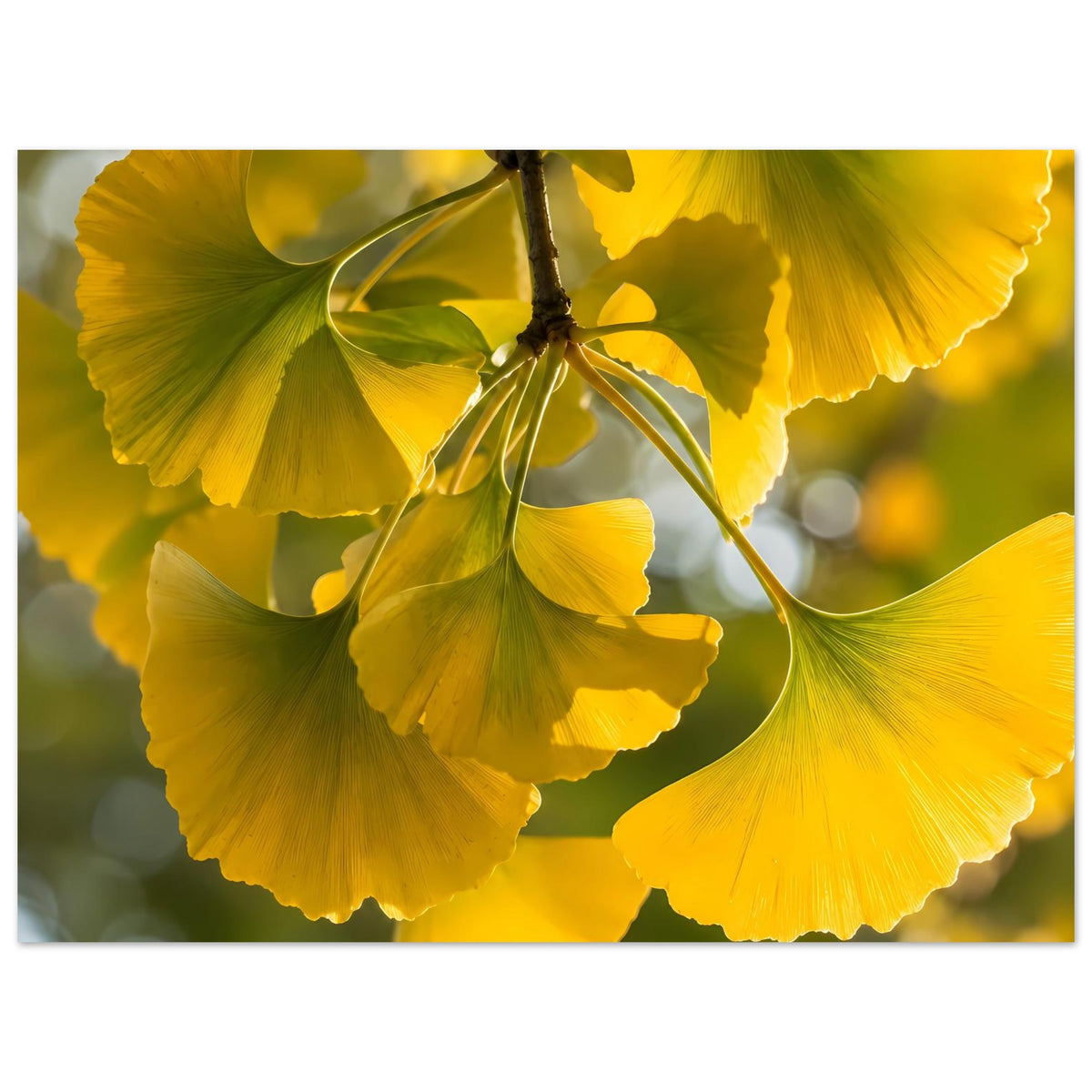 Poster mit gelben Ginkgoblättern an einem Zweig, zentrierter Ausschnitt im Querformat