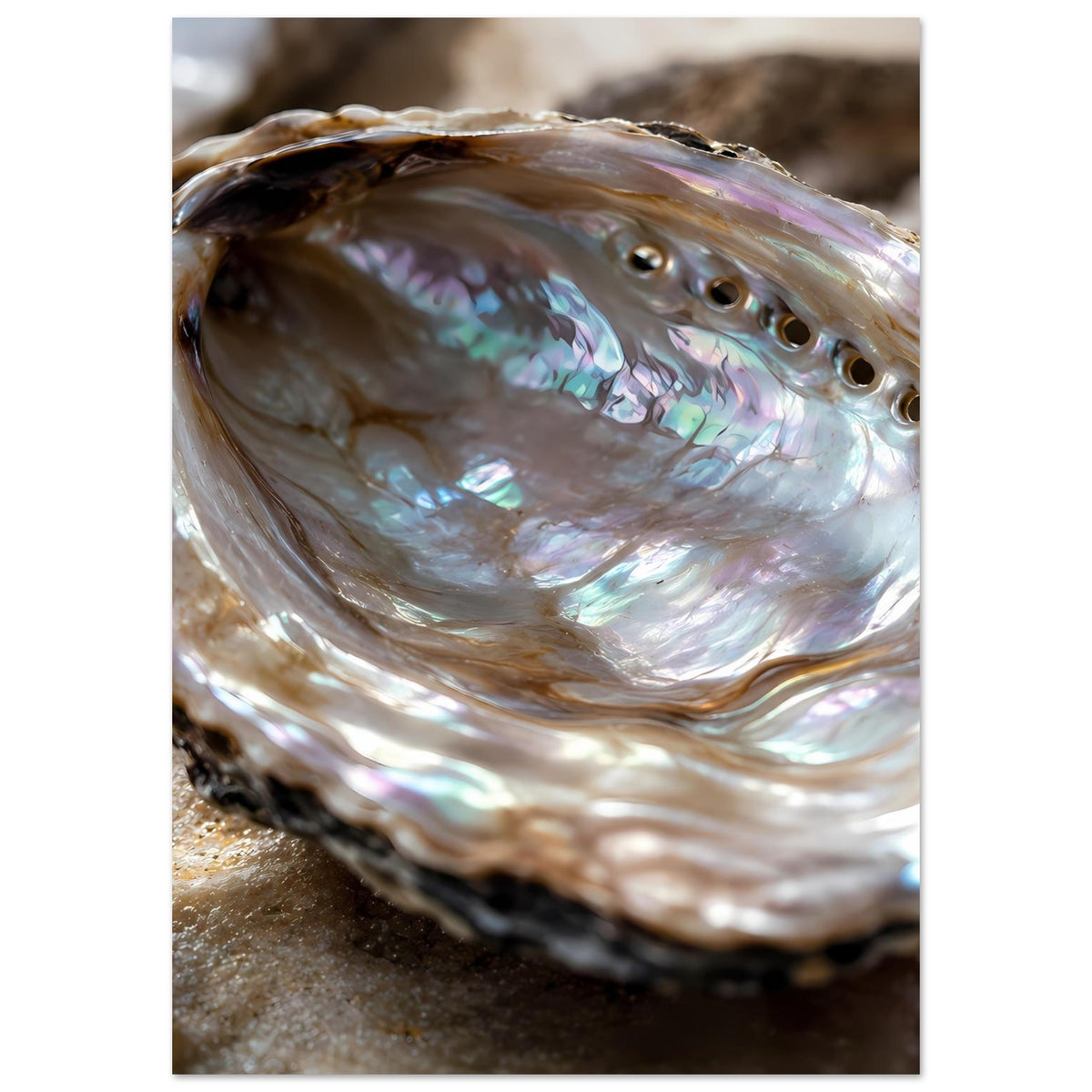 Maritimes Poster: Abalone-Muschel mit Perlmuttglanz, Großansicht der Innenfläche