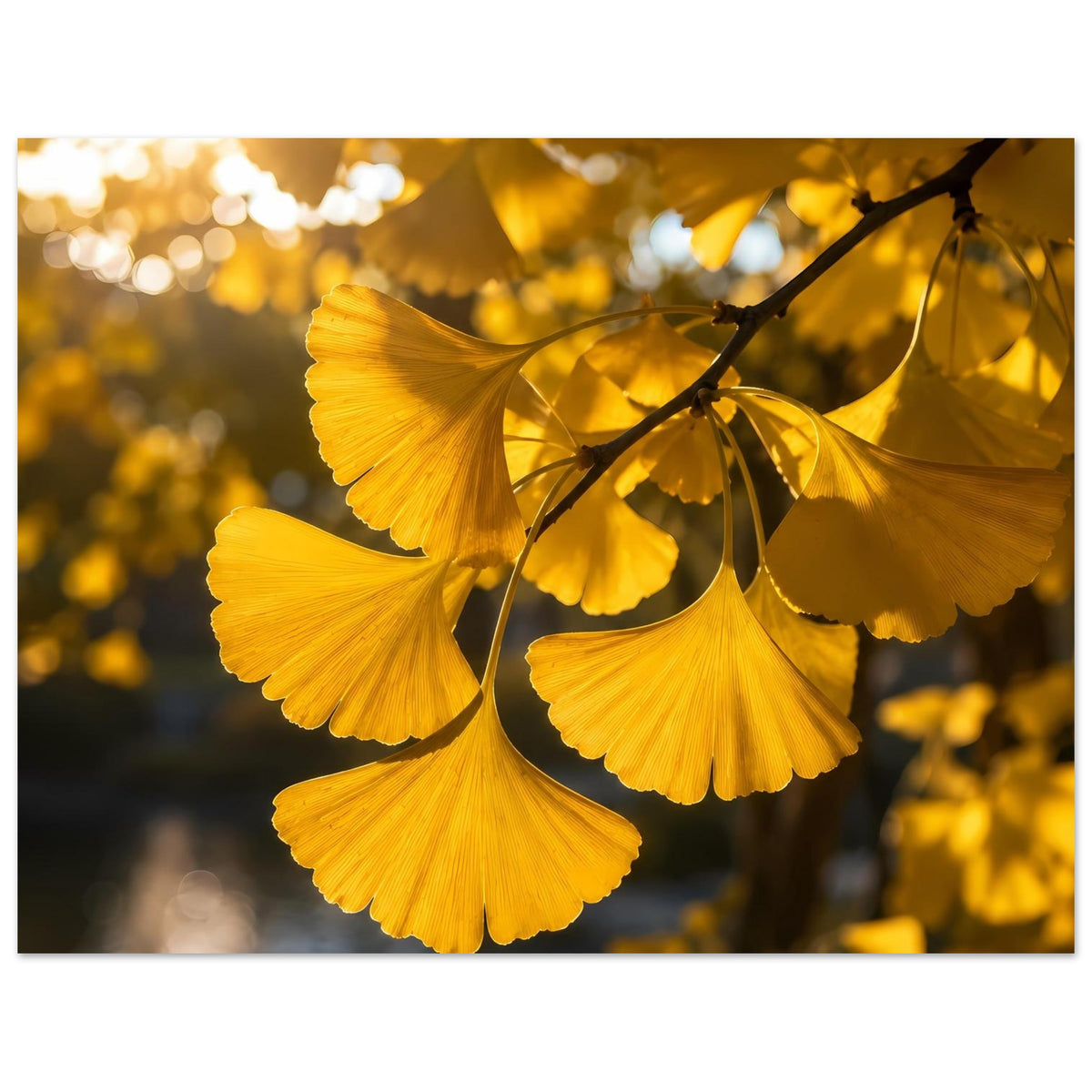 Botanisches Poster mit goldenen Ginkgoblättern an dunklem Zweig, gelbe Blattfächer