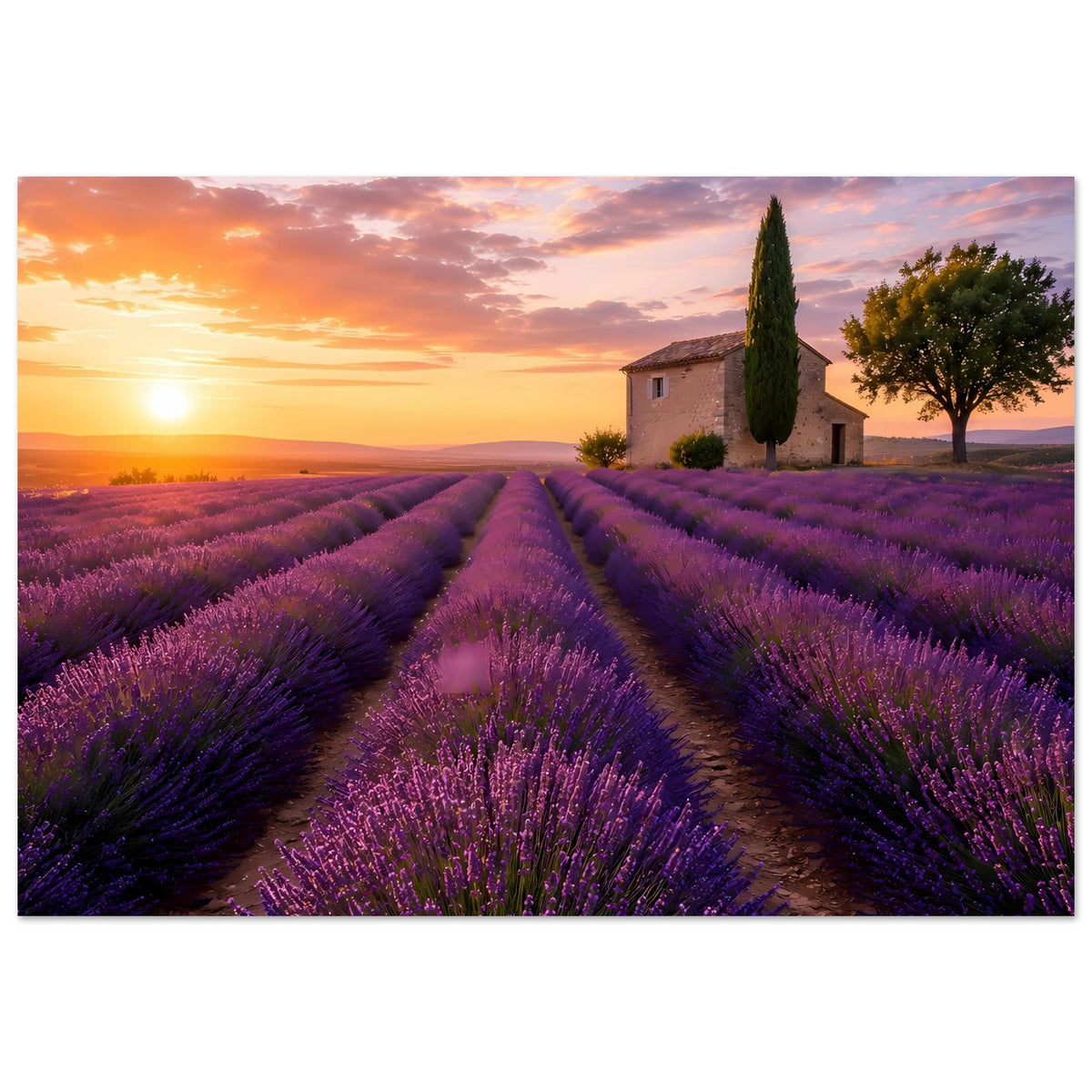 Poster im Querformat mit Lavendelfeldern bei Sonnenaufgang, Weg zwischen violetten Reihen.