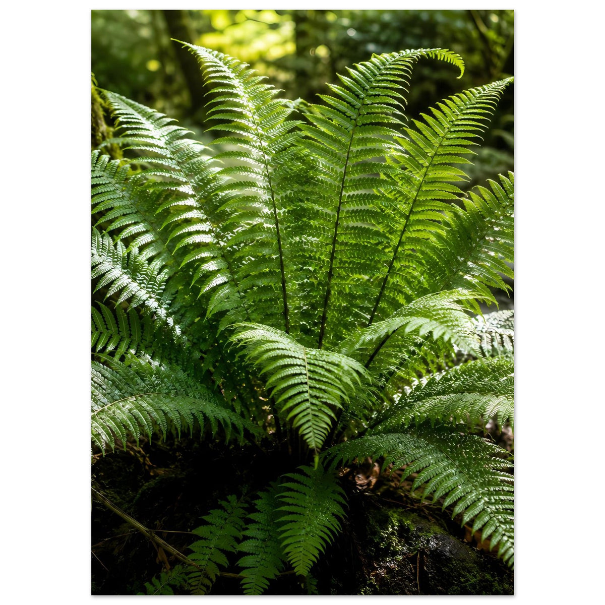 Botanisches Naturposter mit Farnwedeln in mehreren Grüntönen