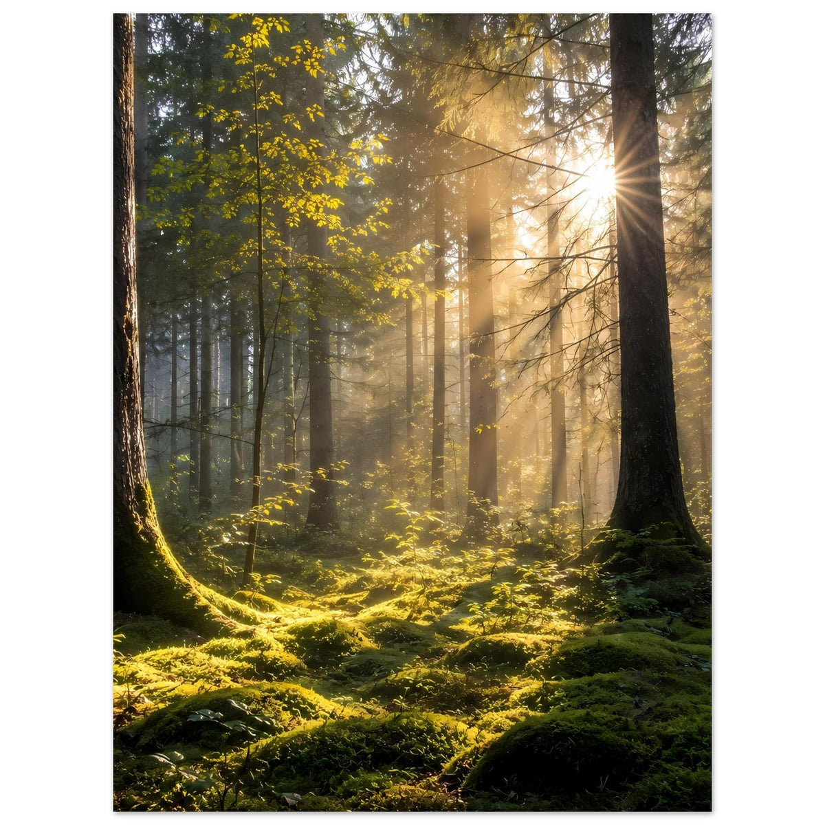 Wandposter Waldszene mit Sonnenstrahlen am oberen Bildrand, moosiger Waldboden