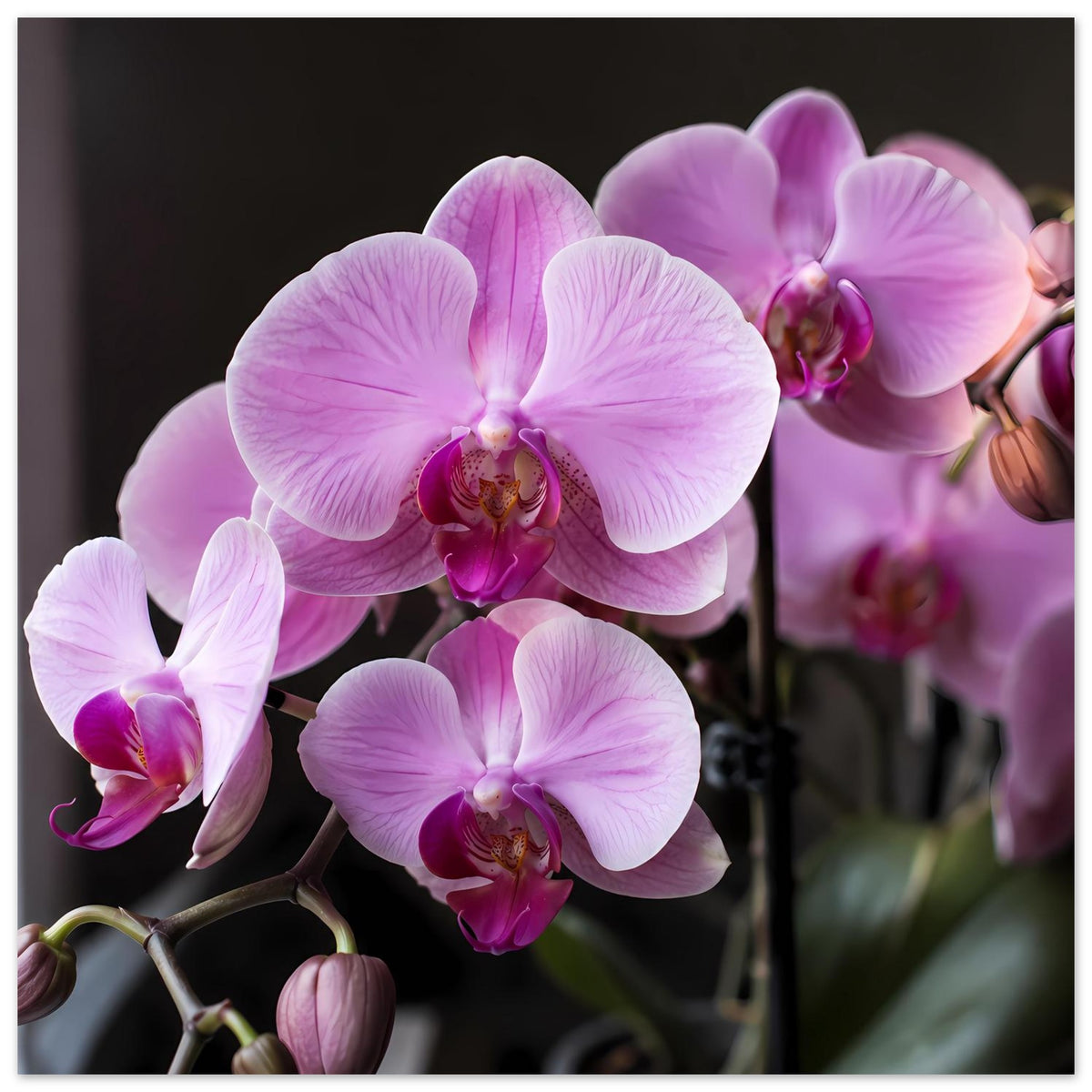 Orchideenblüten-Poster: zarte lila-rosa Phalaenopsisblüten mit sichtbaren Blütenansätzen
