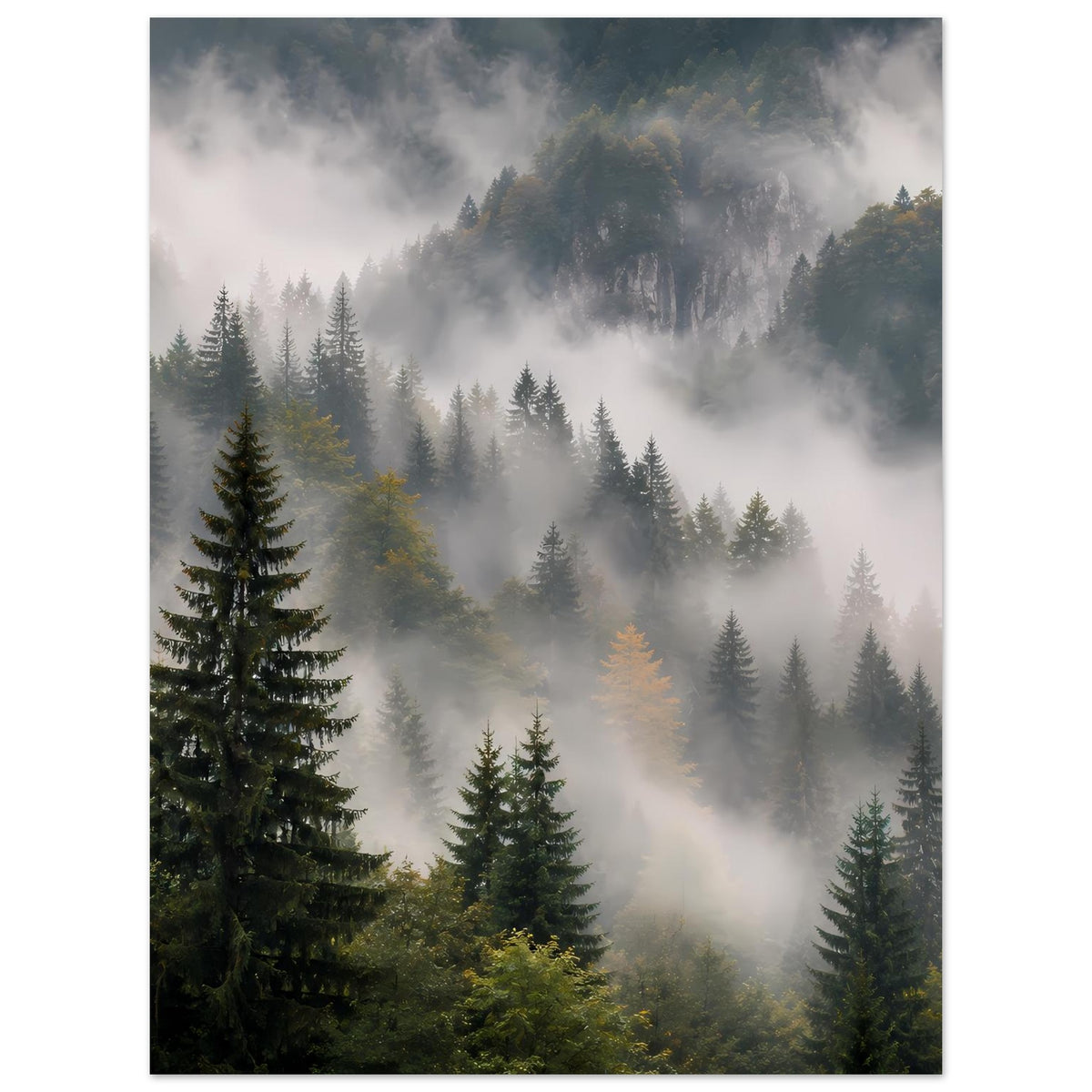 Wandposter mit nebligem Nadelwald, Tannen und sanftem Licht in den Baumreihen