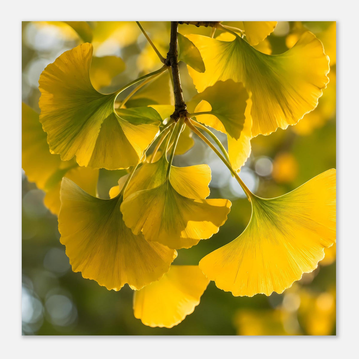 Ginkgoblatt-Poster: gelbe Blattwedel mit grünem Geäder an einem Ast, mittlere Nahaufnahme