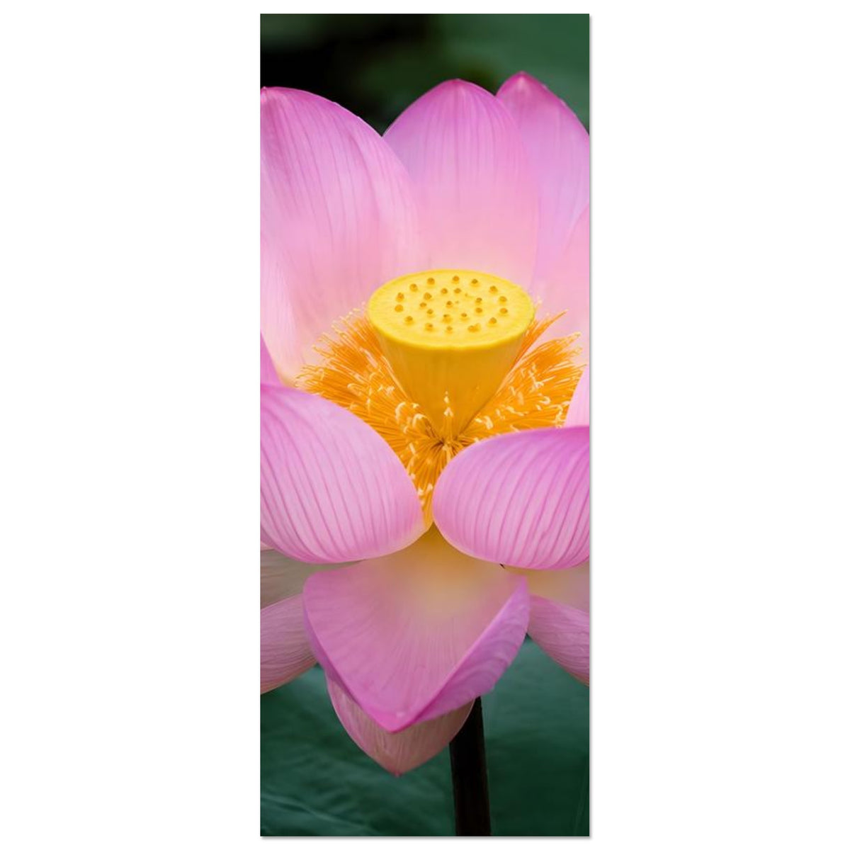 Hochformat-Poster mit Lotusblüte in Rosa, gelbes Blütenzentrum und Teil des Stiels