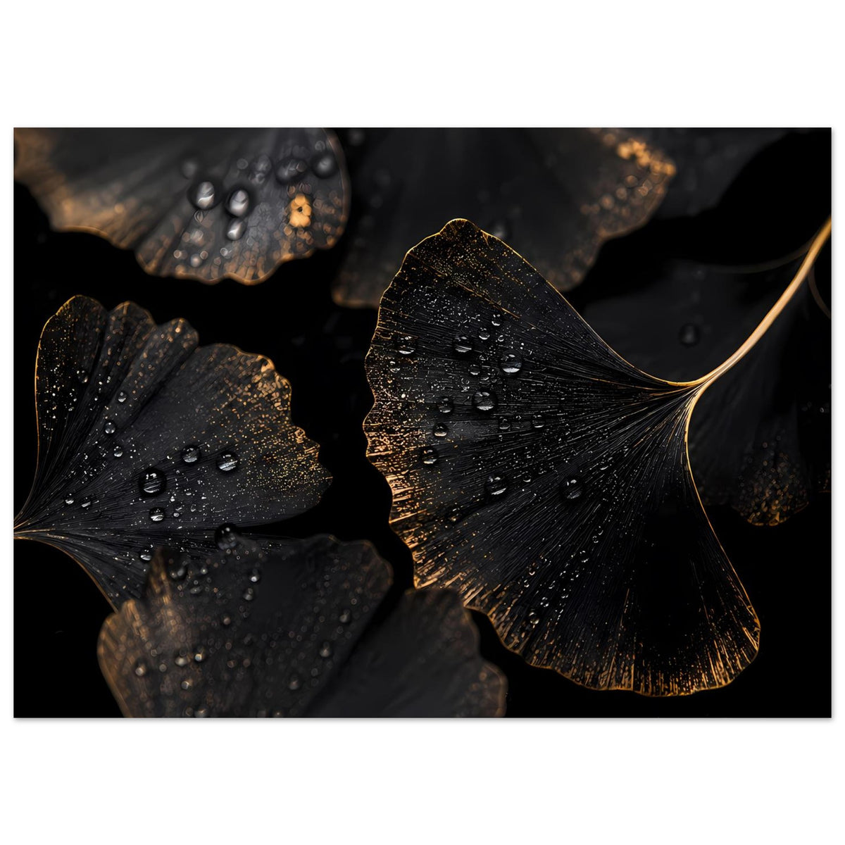 Ginkgo-Poster: schwarze Blätter mit goldenen Highlights und klaren Wassertropfen