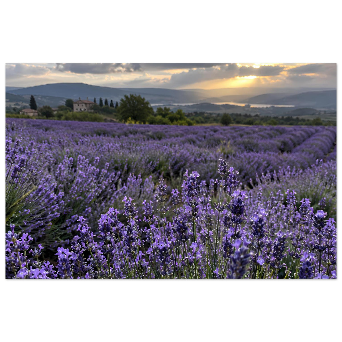 Lavendelfeld-Poster mit violetten Blüten und Sonnenuntergang, Querformat, Landschaft im Panorama-Stil