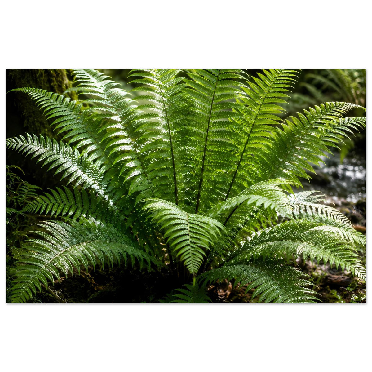 Botanisches Naturposter mit grünen Farnwedeln, breites Farnmotiv mit tiefem Grün
