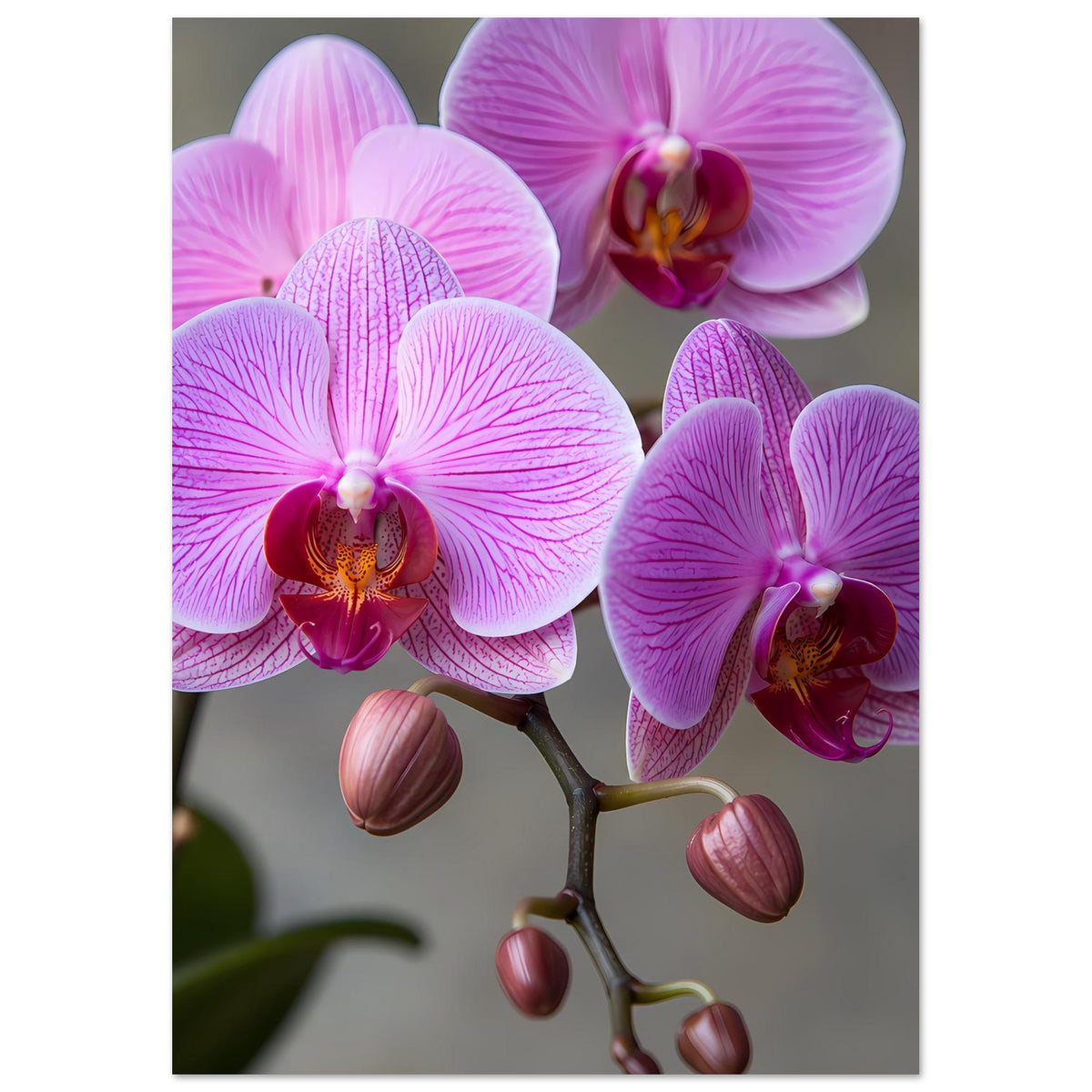 Orchideen-Poster mit lila-rosa Orchideenblüten und Knospen, eng zugeschnittenes Detail