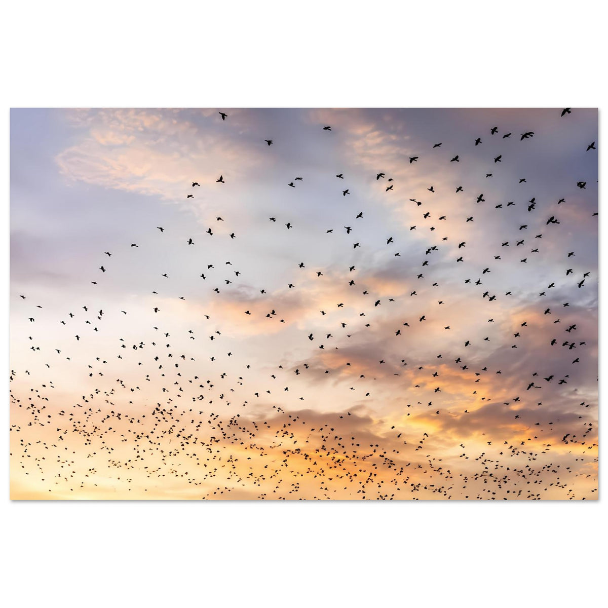 Querformat-Premiumkunstdruck: Vogelschwarm am Sonnenuntergang, goldene Himmelstöne