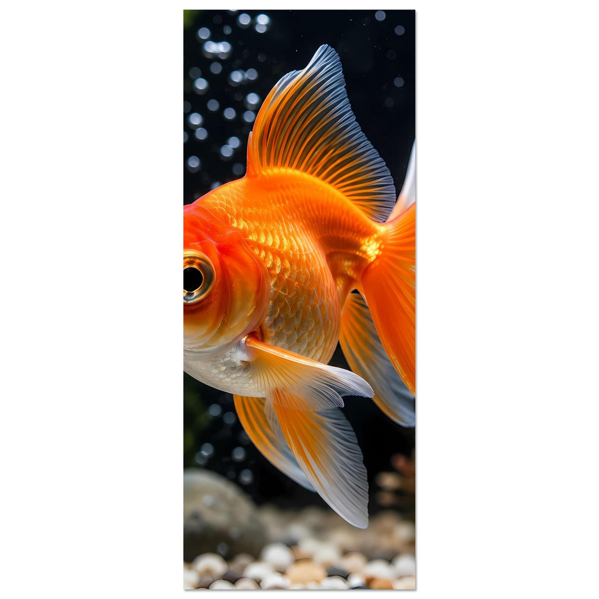 Goldfisch-Poster im Hochformat, orangefarbener Fisch mit weißen Flossen, eng zugeschnitten
