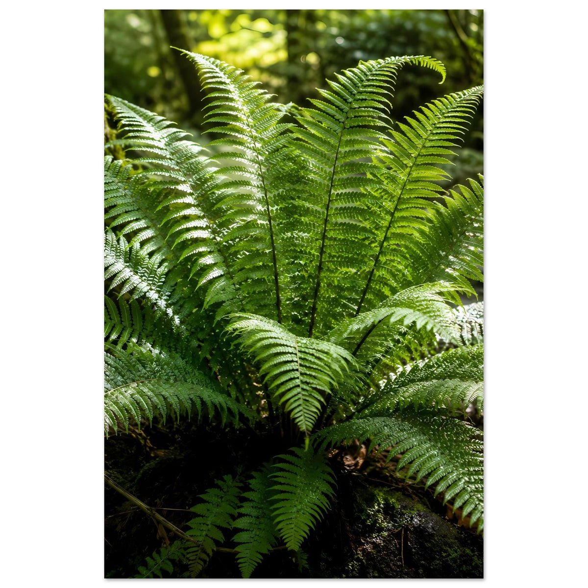 Botanisches Naturposter mit grünen Farnwedeln, zarte Blattspreiten im Vordergrund