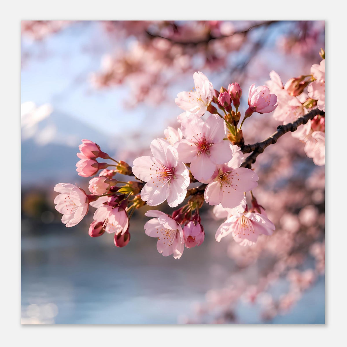Kirschblüten-Poster mit rosafarbenen Kirschblüten am Zweig, Querformat