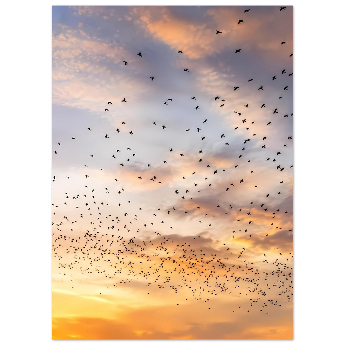 Premium-Kunstdruck: großer Vogelschwarm am gold-orangenen Abendhimmel