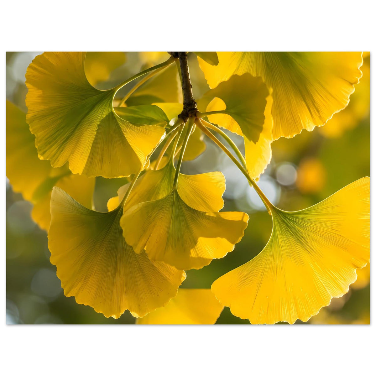 Ginkgoblatt-Poster mit großem gelbem Blattmotiv und zartem Zweig, mattes Papier.