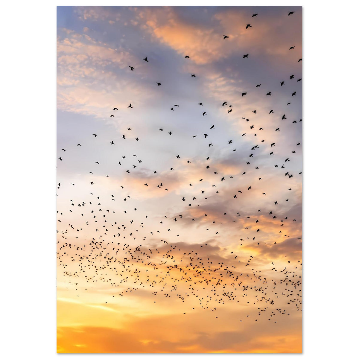 Vertikales Kunstdruckposter: Vogelschwarm über goldenem Abendhimmel mit zarten Wolken