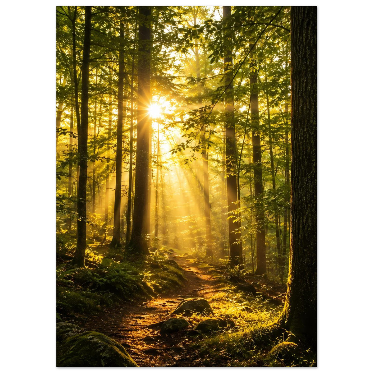 Poster Waldsonnenaufgang, Blick in den Waldkorridor mit goldenen Strahlen