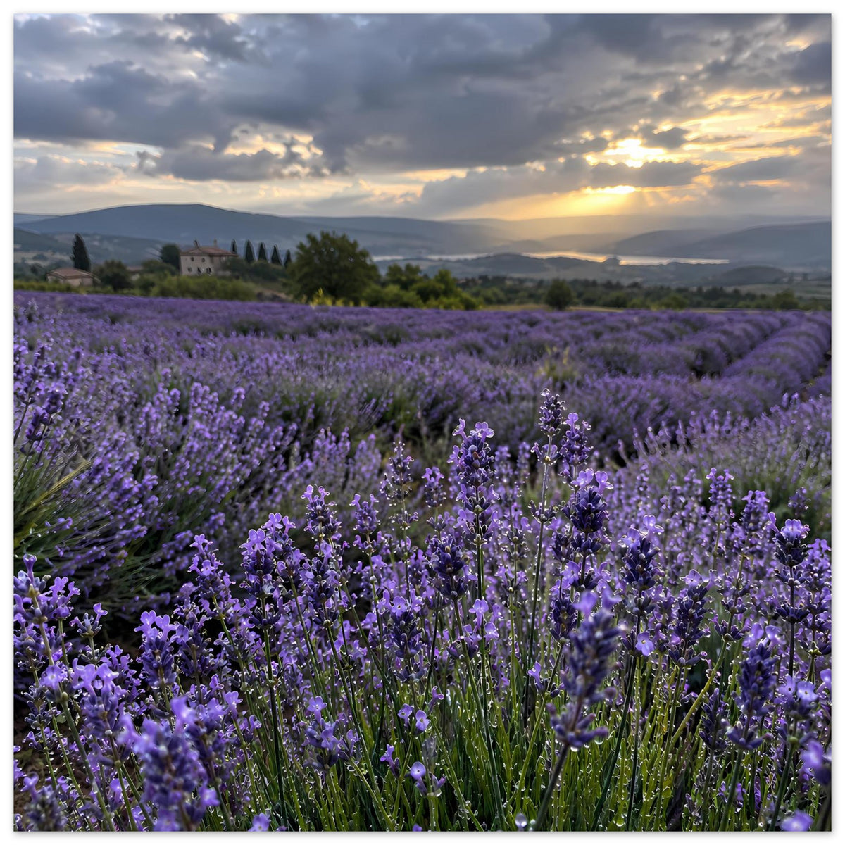 Poster mit Lavendelfeld in Violett, Blütenreihen und Sonnenuntergang über den Hügeln