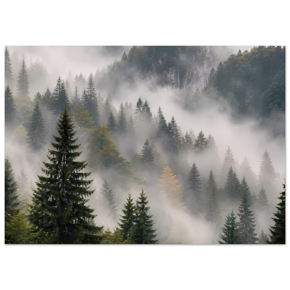 Querformat-Poster mit Waldlandschaft: Tannen im Nebel, kühle Bergdämmerung