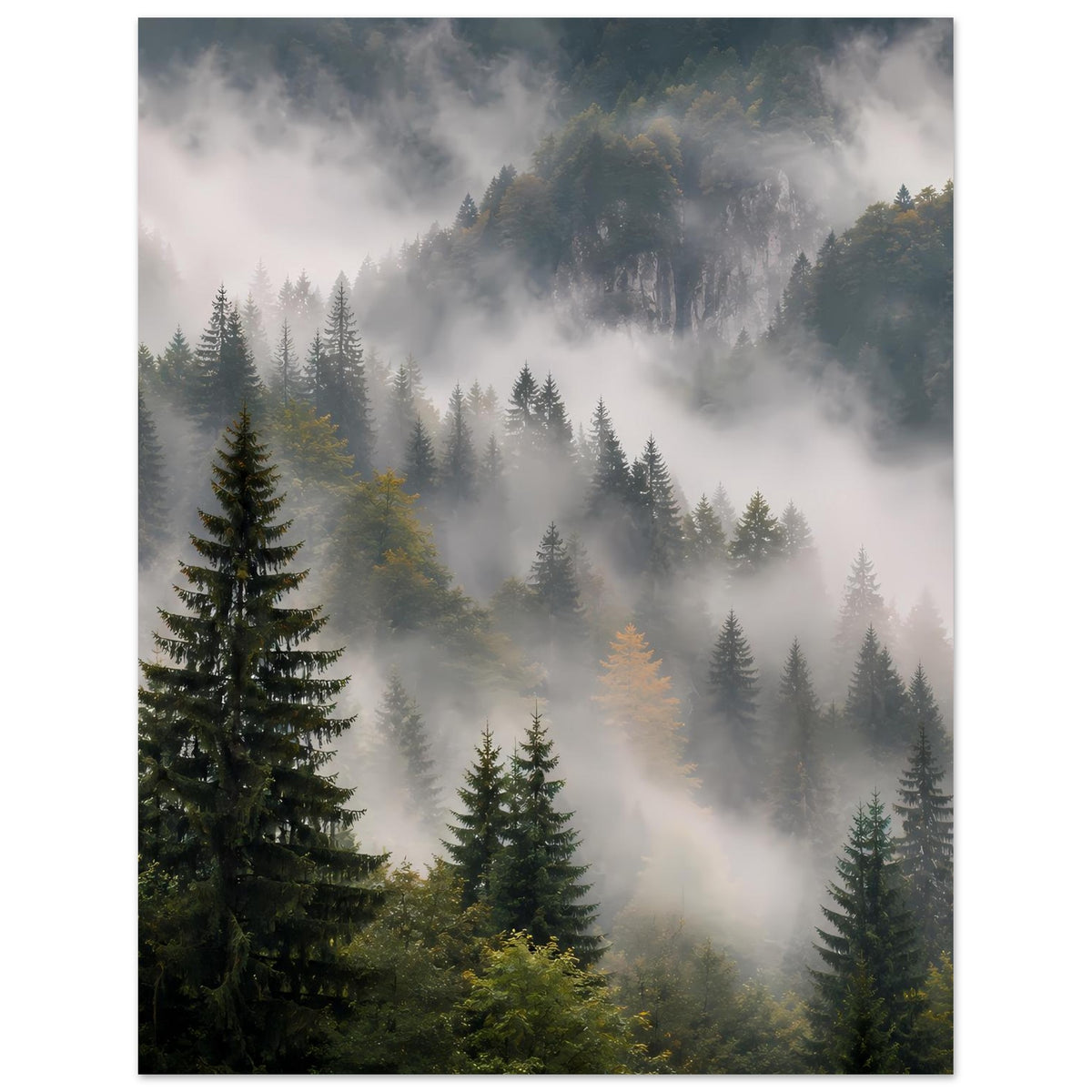 Waldposter mit Tannen im Vordergrund, Nebel und lichte Stellen in der Landschaft