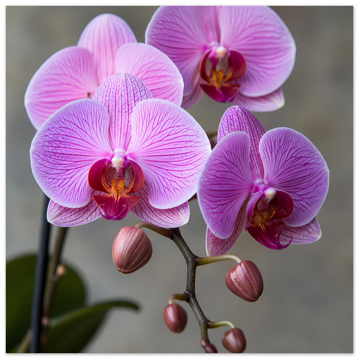 Orchideen-Porträt-Poster mit lila Orchideenblüten und rosa Knospen am Zweig