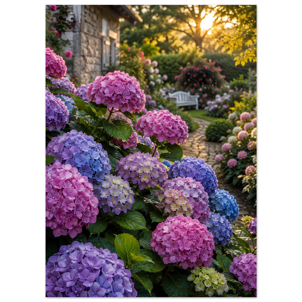 Premium-Poster mit lila und pinken Hortensien, Gartenweg im Hintergrund