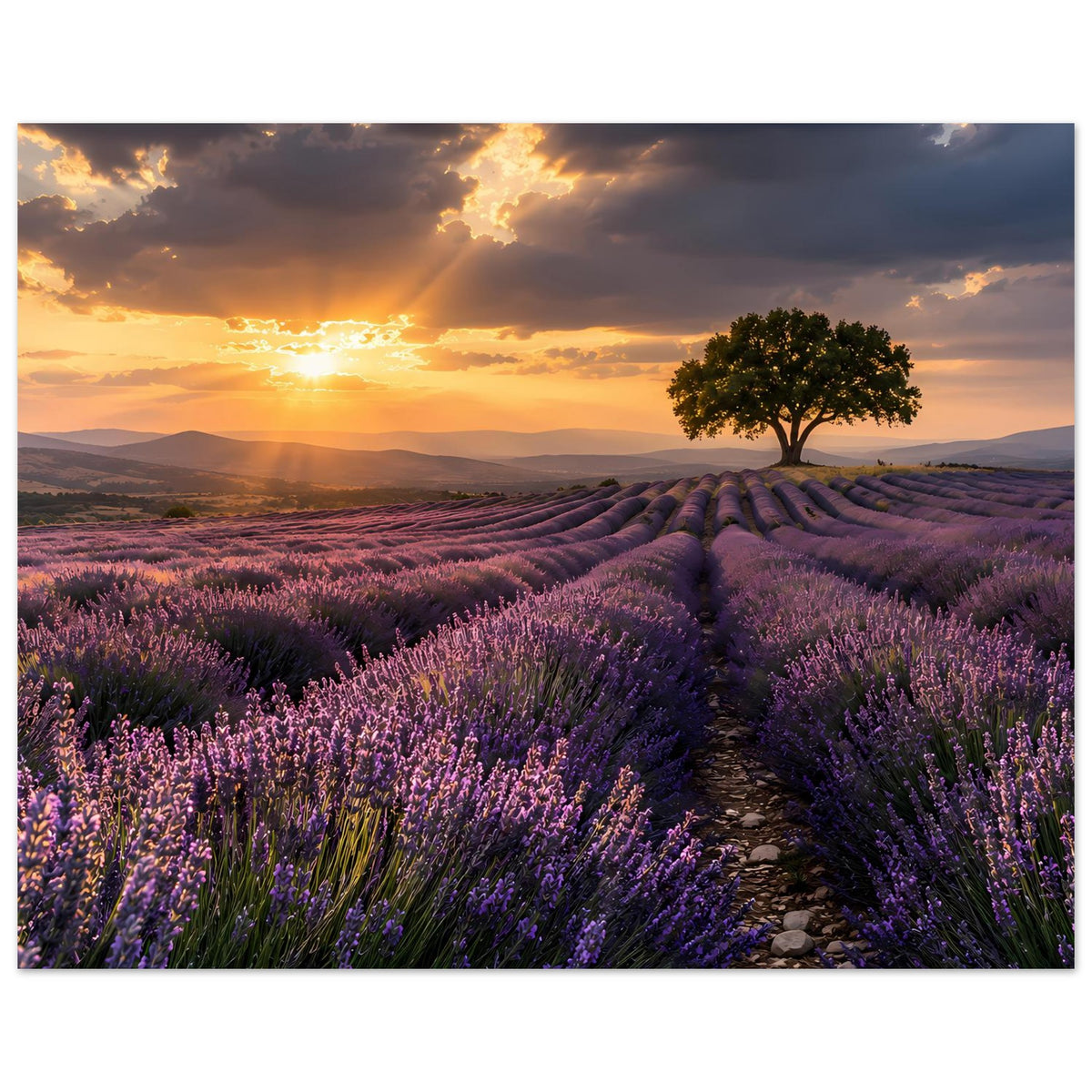 Poster mit Sonnenuntergang über Lavendel, Baum rechts und Pfad zwischen Feldreihen