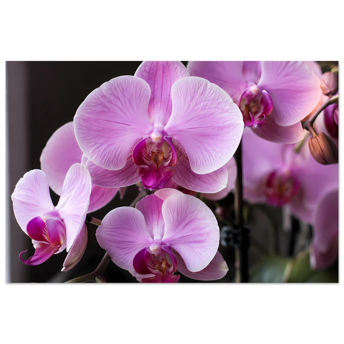 Orchideen-Poster mit großen hellrosa und violetten Blütenblättern sowie Knospen