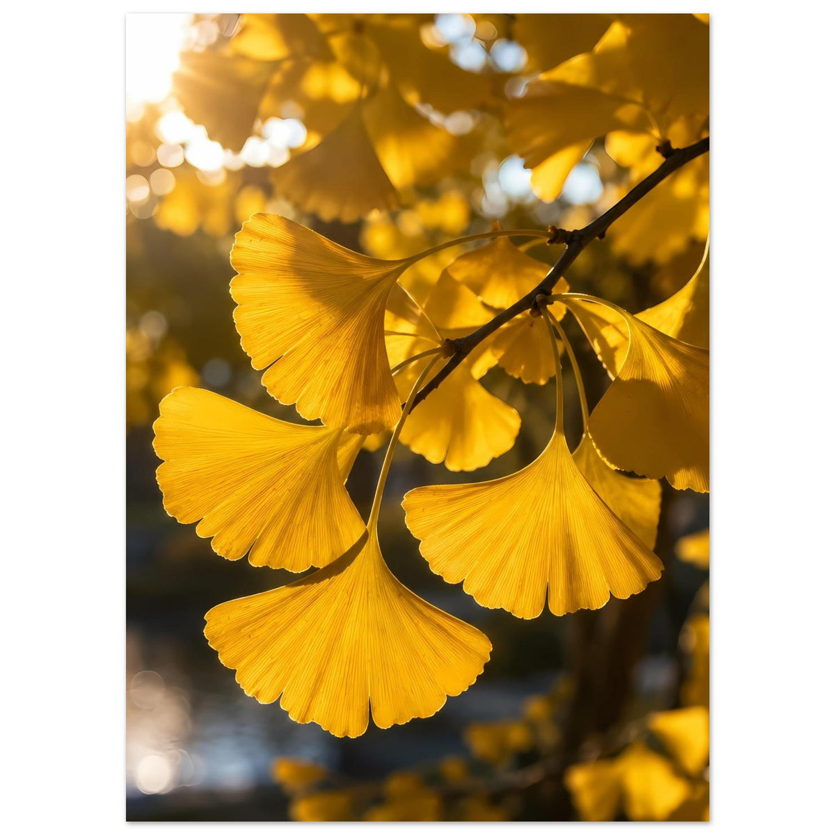 Nahansicht: Poster mit goldgelben Ginkgoblättern an verzweigtem Ast