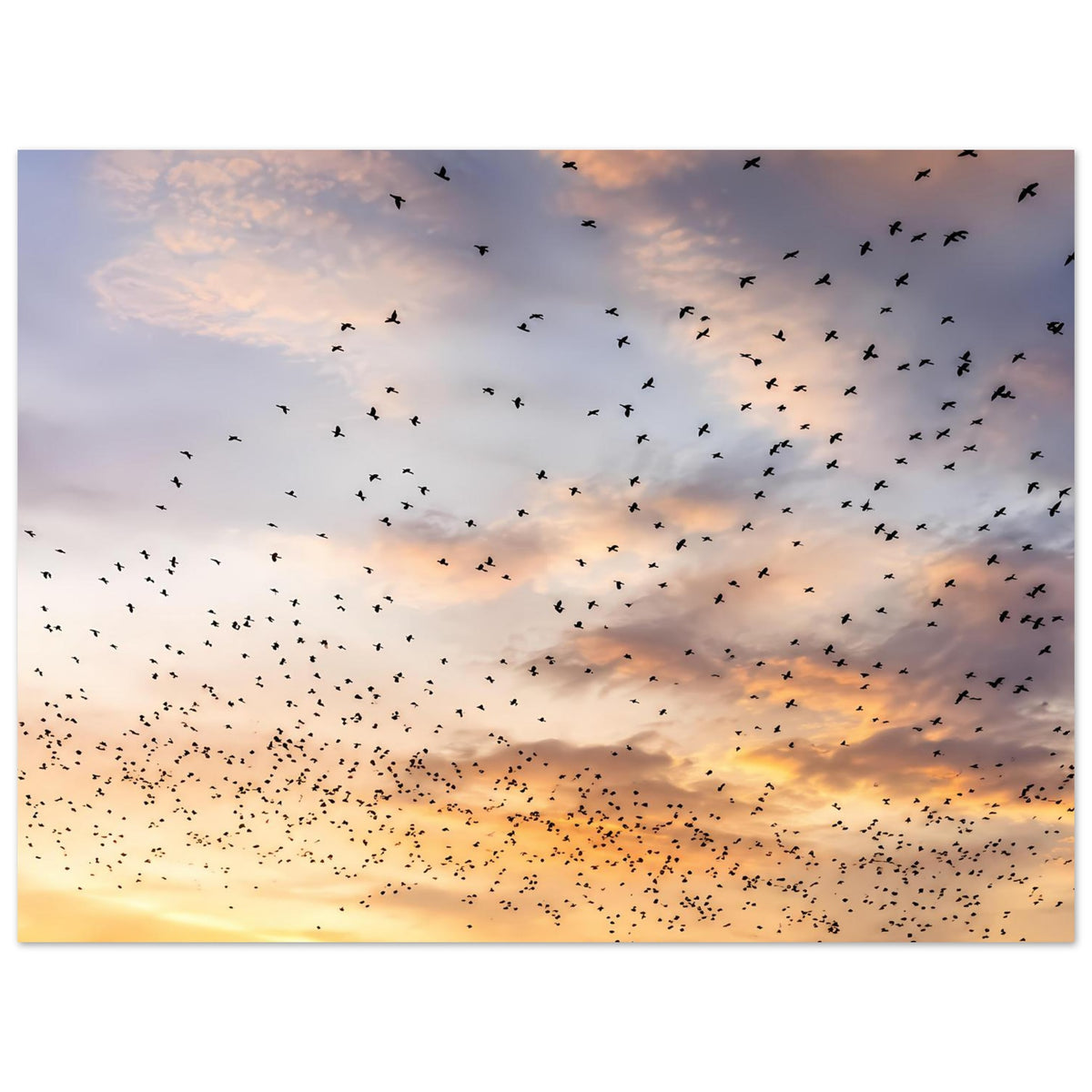 Querformat-Poster mit Vogelzug über Wolken, goldenes Abendlicht und weiche Farbübergänge