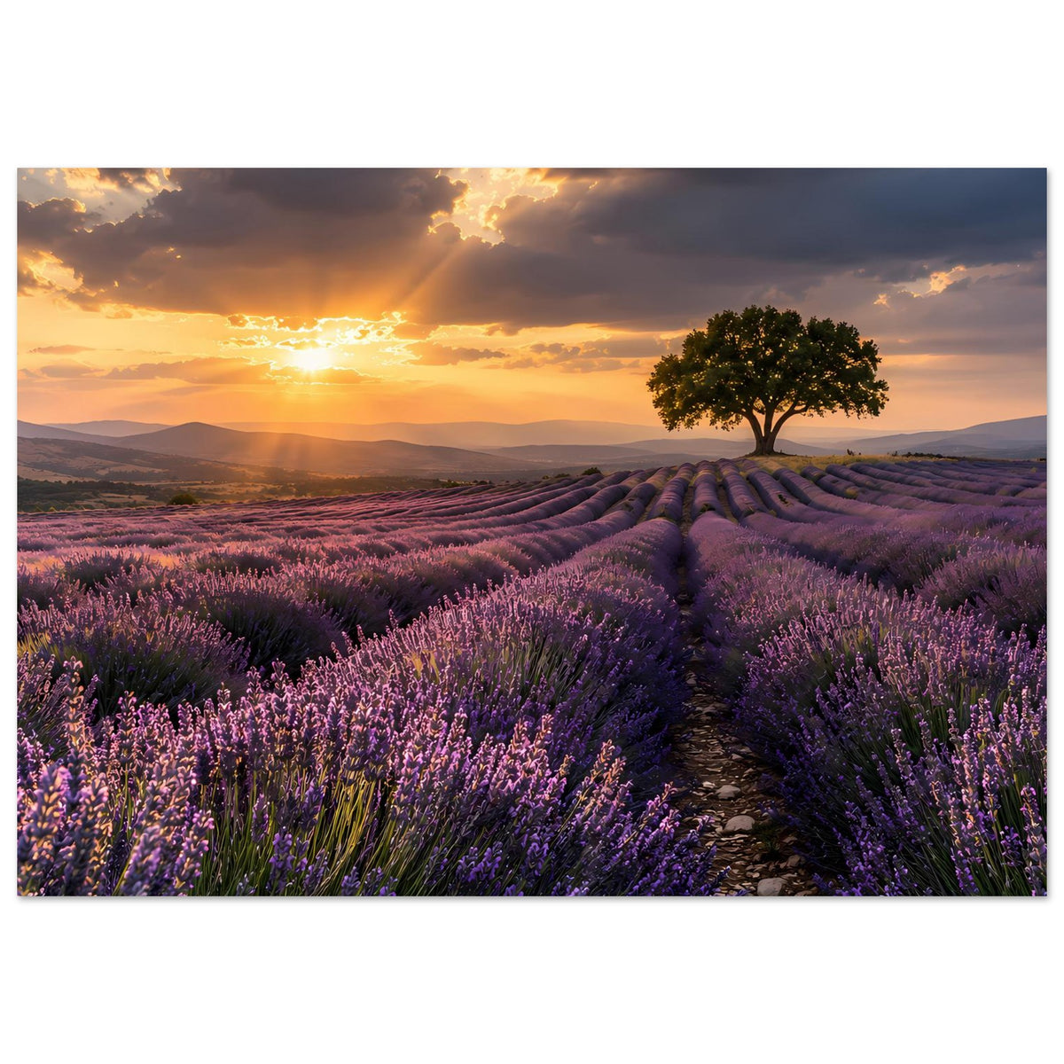 Gerahmtes Poster mit Lavendelfeld, Weg und Sonnenaufgangssonne am Horizont