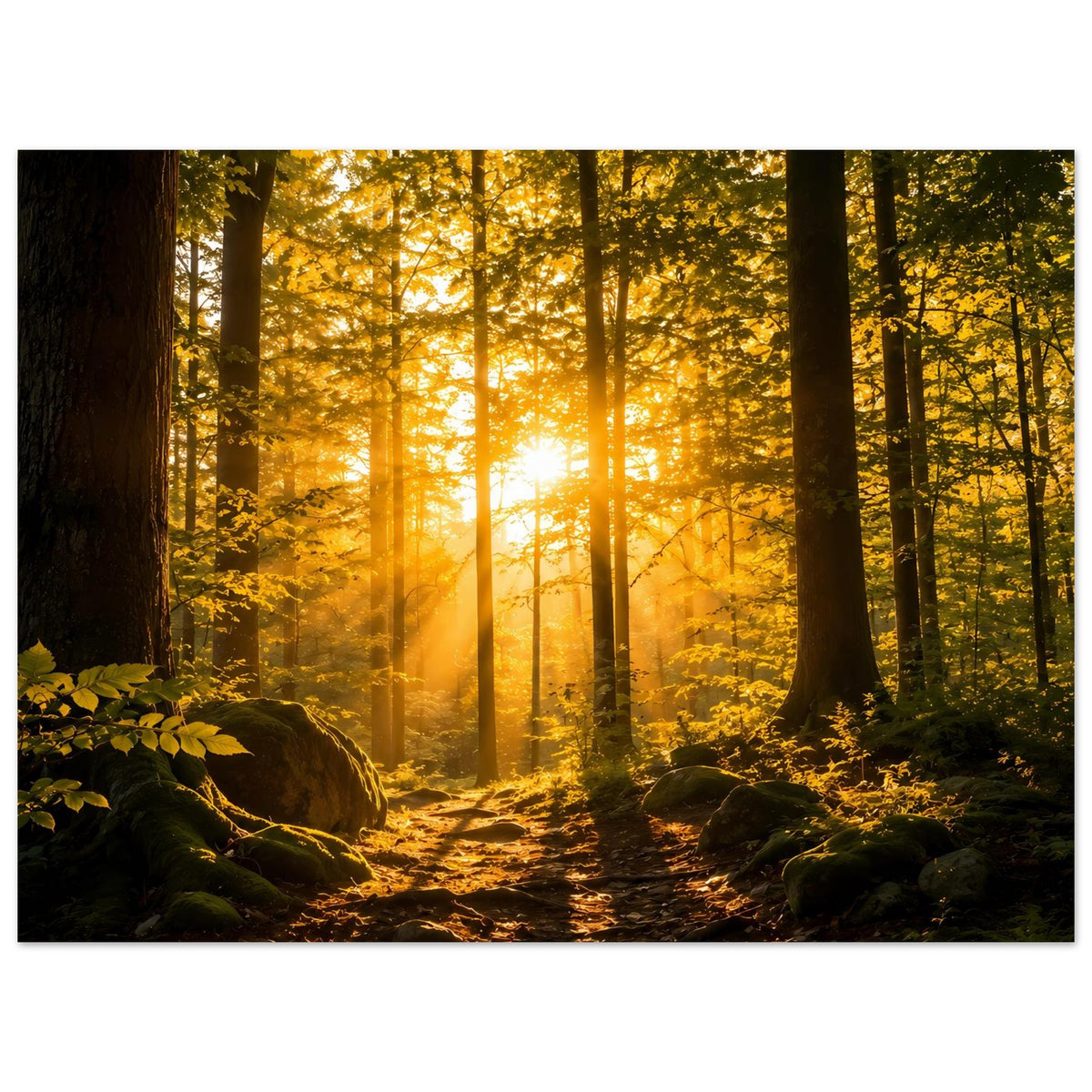 Wandposter hochkant: Waldweg mit Sonnenstrahlen, Moos am Boden und dunklen Baumstämmen