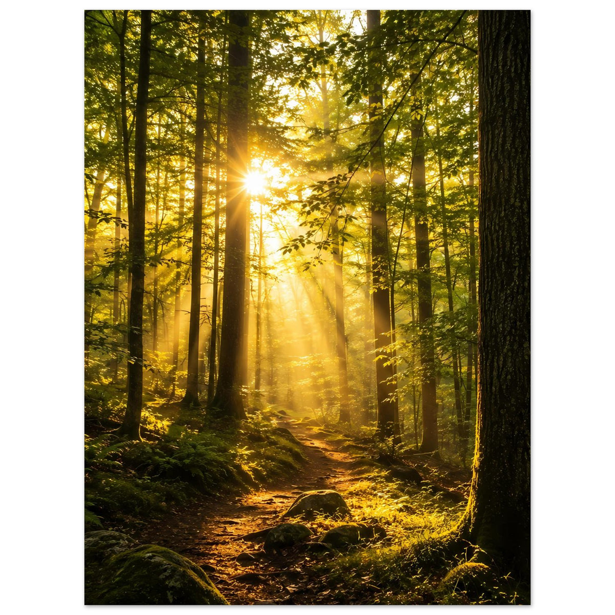 Poster Waldsonnenaufgang im Nadelwald, goldene Lichtstrahlen zwischen hohen Bäumen
